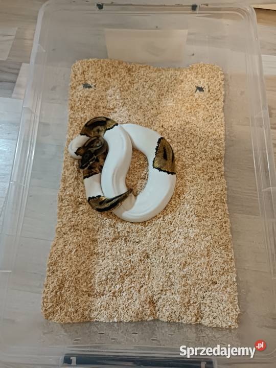 Pyton królewski Piebald samica śląskie Częstochowa