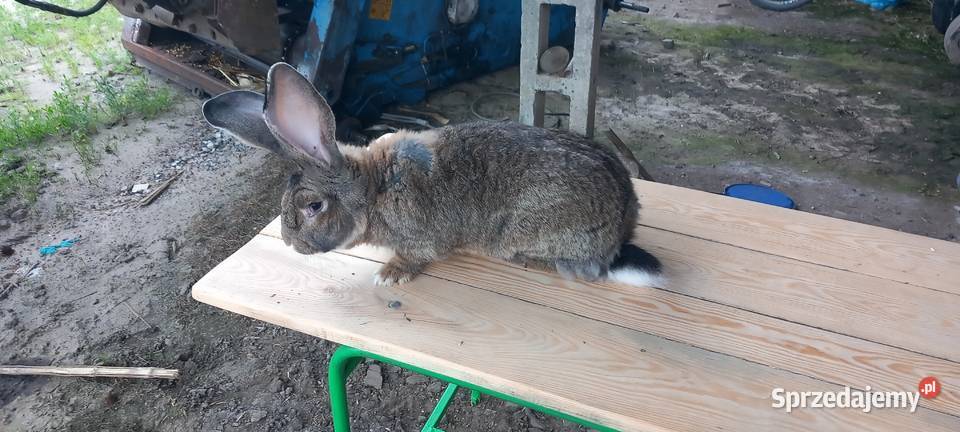 króliki olbrzym belgijski