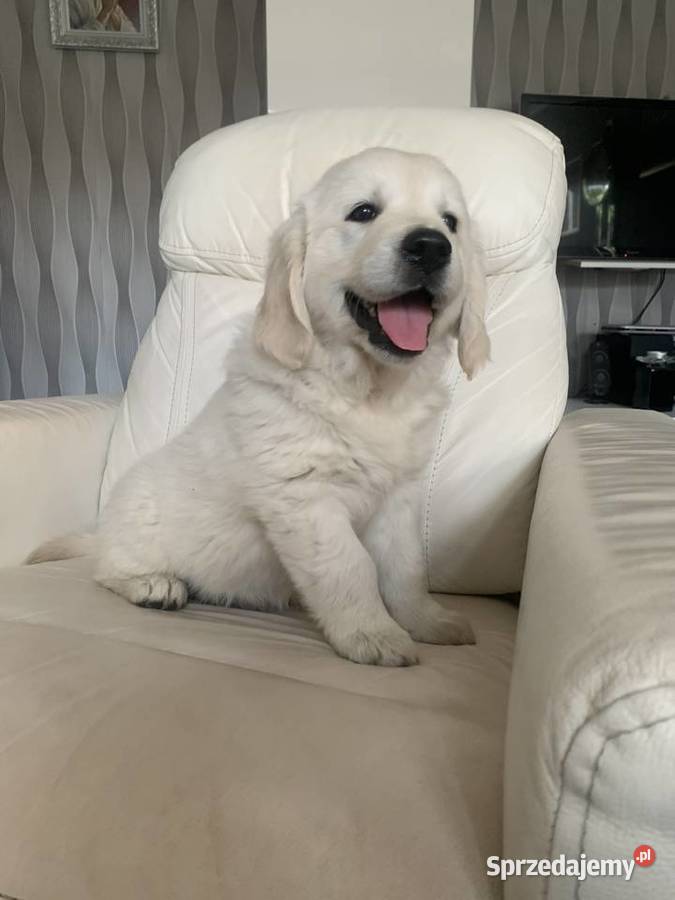 Golden Retriever ZKwP FCI Piesek Młodzieżowym