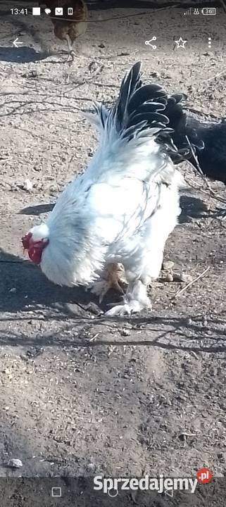 Sprzedam kury koguty kochin olbrzymi Sarnów