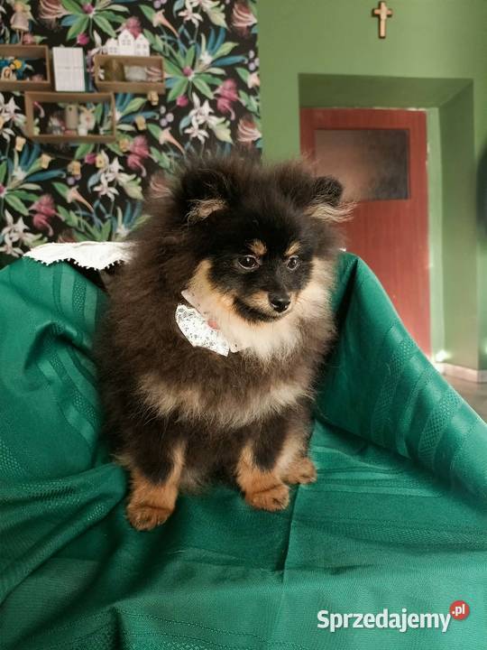 Mały Szpic Niemiecki piękne umaszczenie black Krapkowice