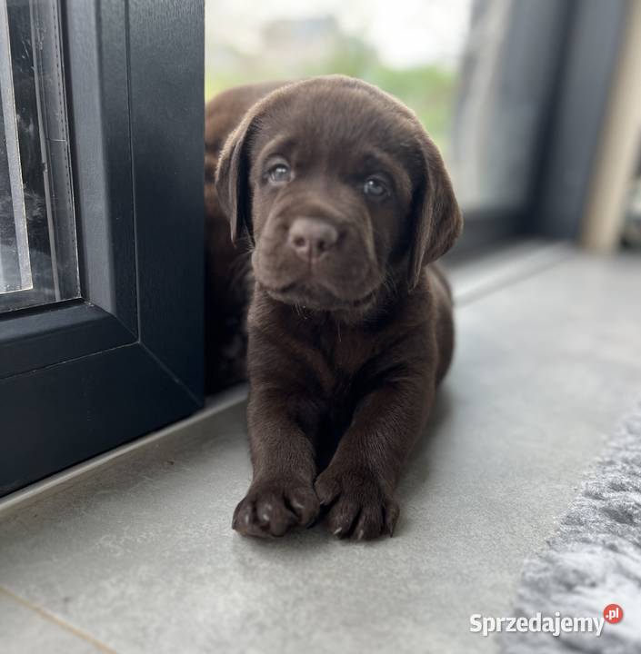 Czekoladowy szczeniak Labrador Retriever z Kraków