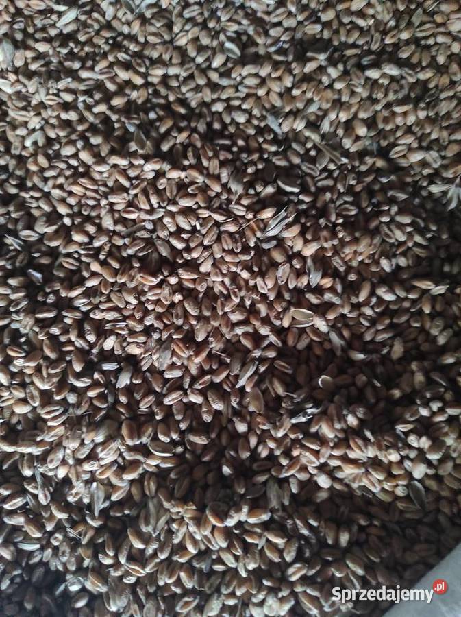 Sprzedam pszenice do siewu Staroźreby