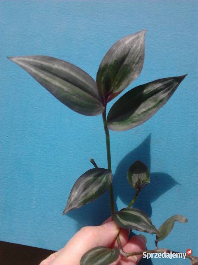 Tradescantia multicolor trzykrotka ciekawa