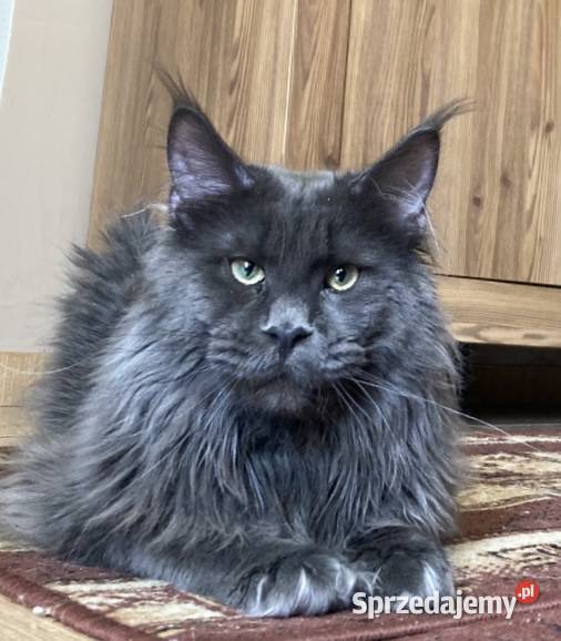 Maine Coon wielka i piękna Rumba Wińsko