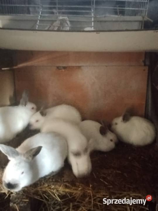 Sprzedam króliczki Krzewo