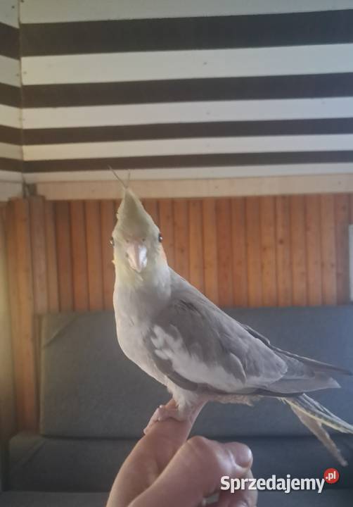 samiczka nimfa z 2025roku Skarżyn