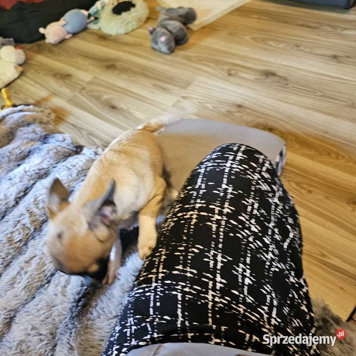 Chihuahua Exclusiv Piękny Mądry Jedyny taki Kołobrzeg
