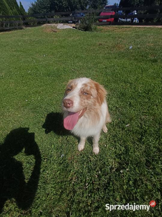 Border collie sable merle Hrubieszów
