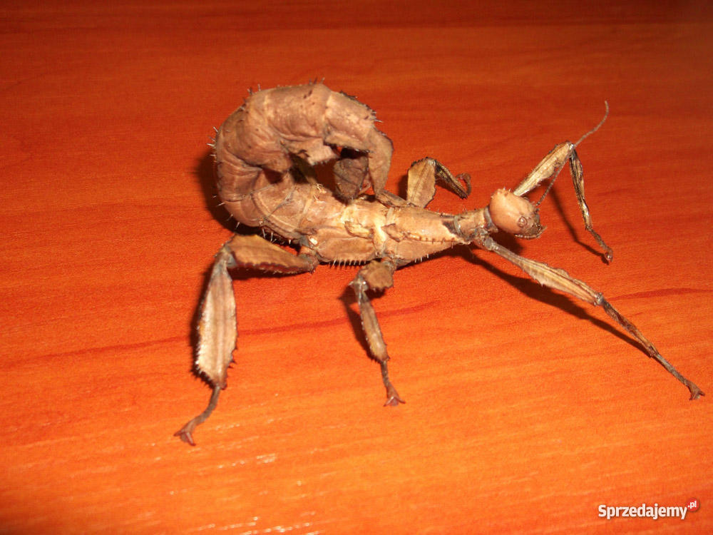 straszyk australijski Dąbrowa Górnicza