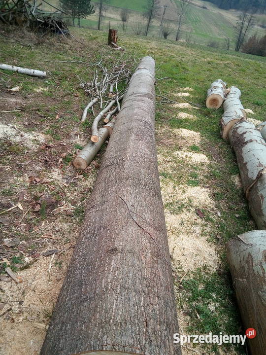 sprzedam topole Bączałka