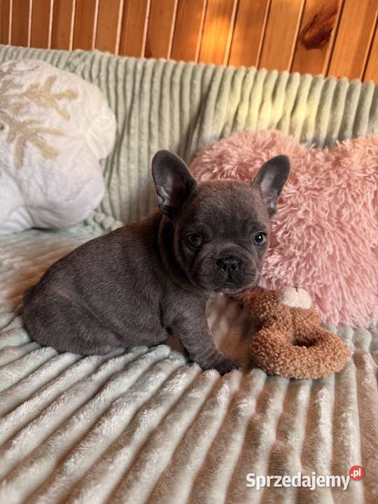 Buldog francuski Częstochowa