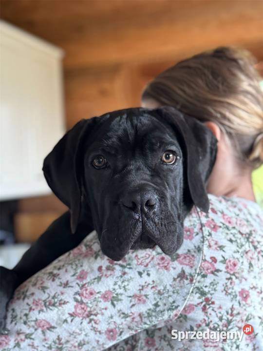 Czarna smoła suczka Cane Corso z domowej hodowli Warszawa