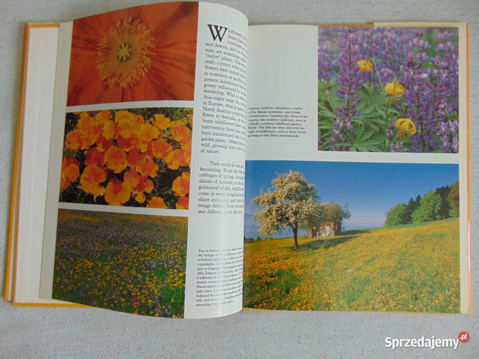 Album Wild Flowers Ann Reilly Lublin