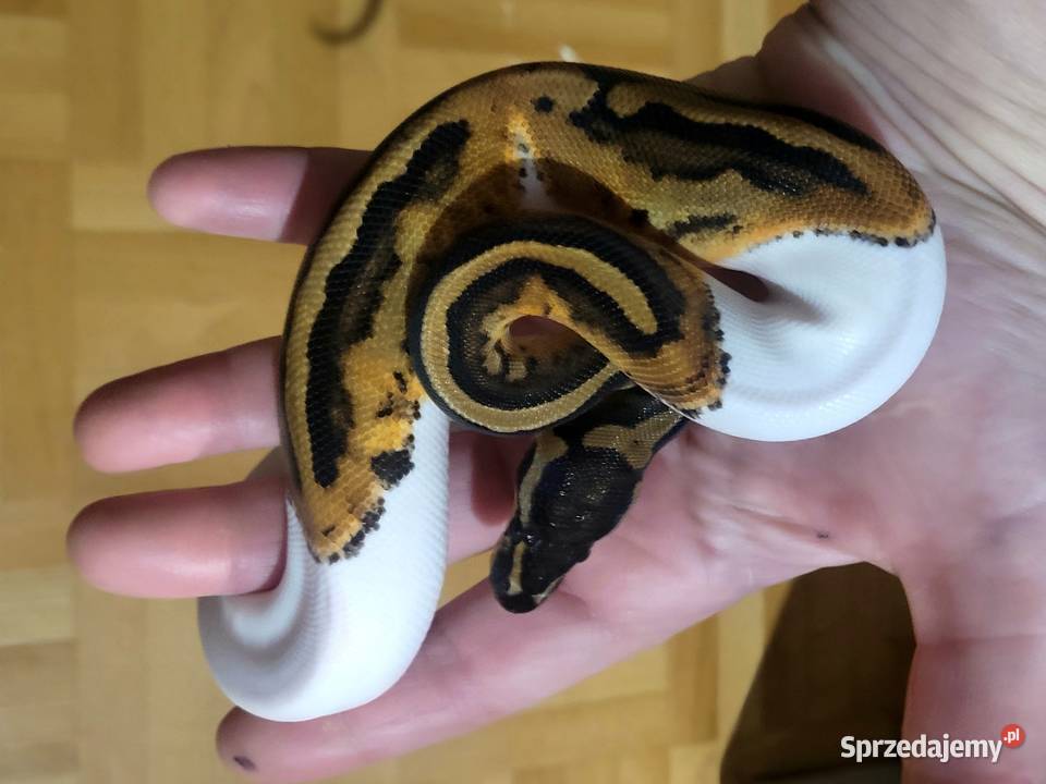 Samica pied Starachowice