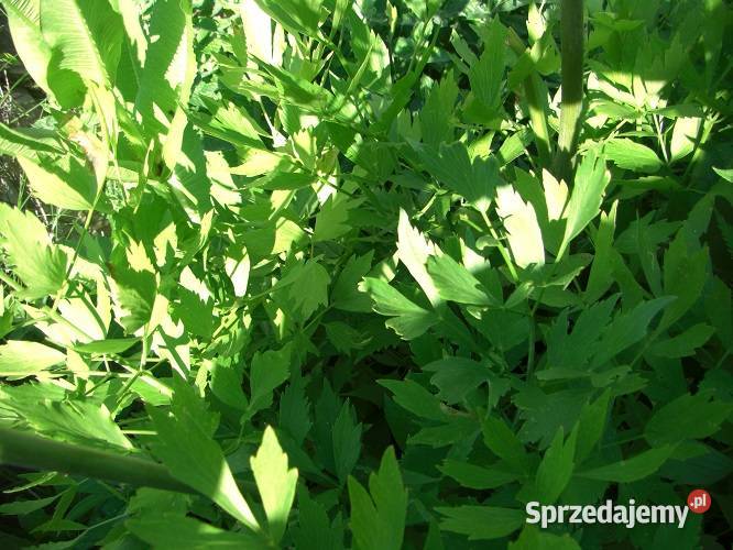 Zioła różne podlaskie sprzedam