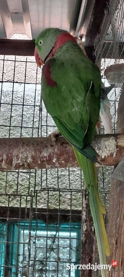 Aleksandreta wielka Wodzisław Śląski