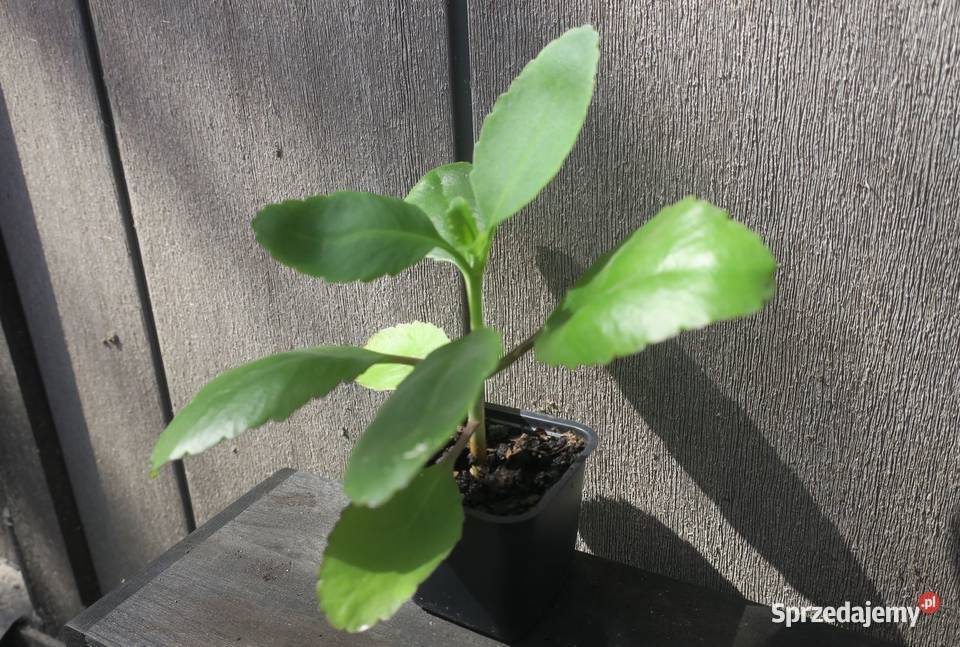 Żyworódka Pierzasta Kalanchoe Pinnata ok 17 Brwinów
