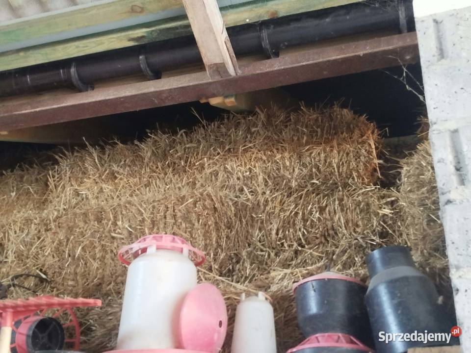Słome w kostkach Żytnia możliwość dowozu Radom sprzedam