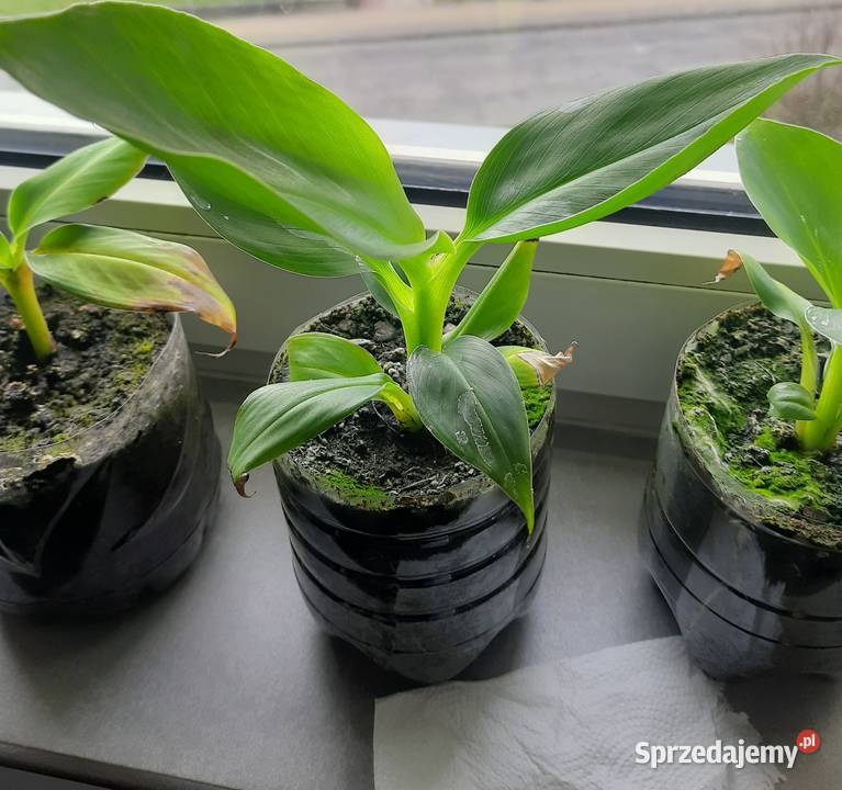 5 kwiatków bananowca Ogród zachodniopomorskie Goleniów sprzedam