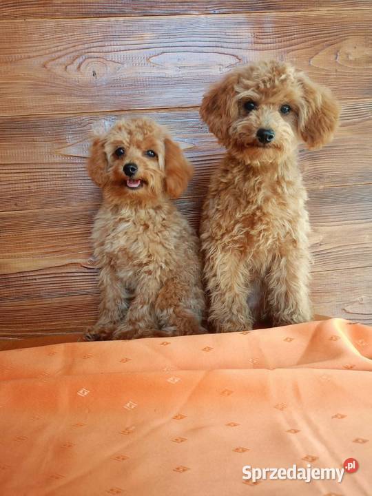 Maltipoo f1b Piesek Miechów sprzedam