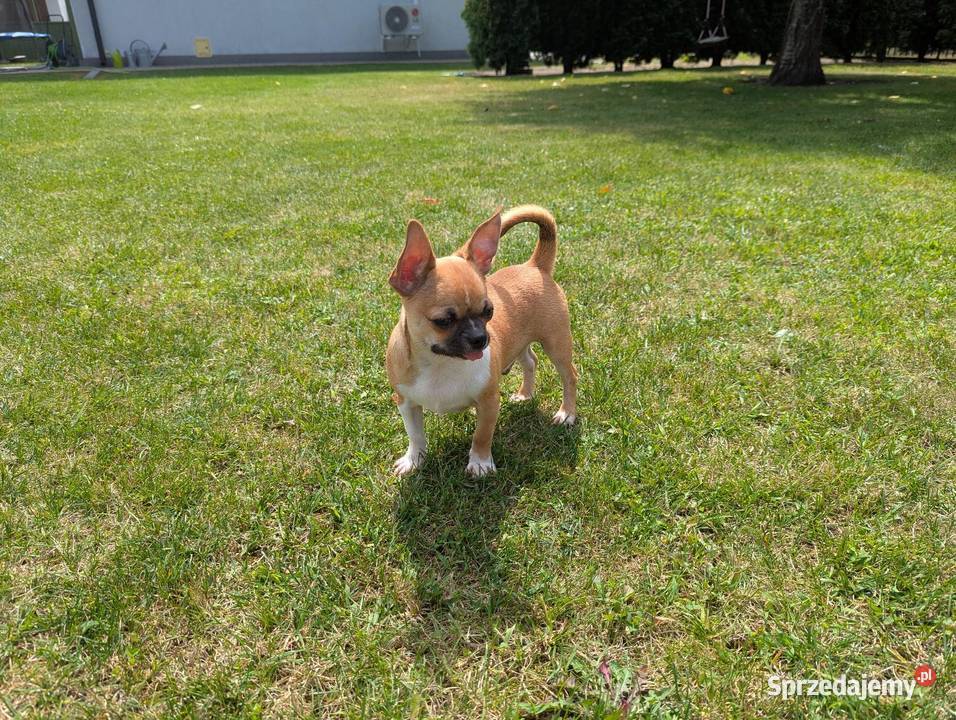 Chihuahua malutki wyjątkowy xxs Radomsko sprzedam