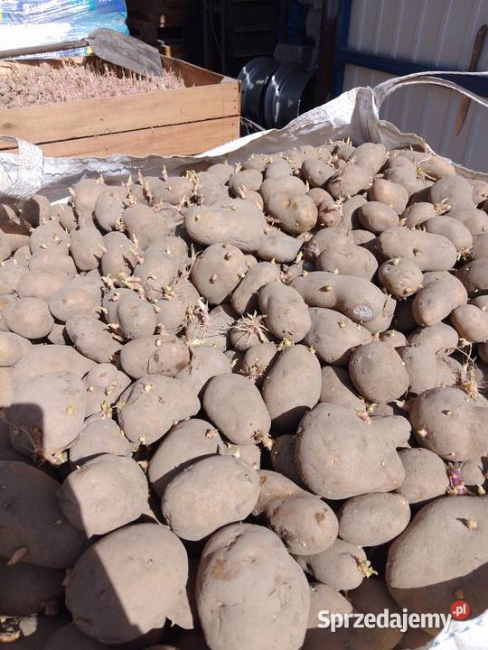 Ziemniaki jadalne jurek Jędrzejów Stary sprzedam