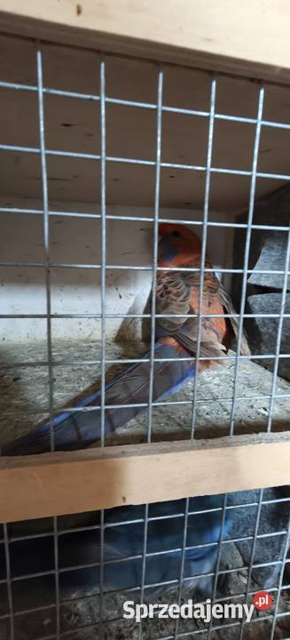 Papugi rozelle królewskie Bochnia sprzedam