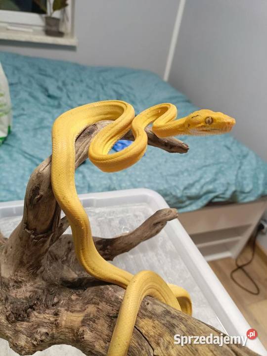 Boa Leśny samica śląskie