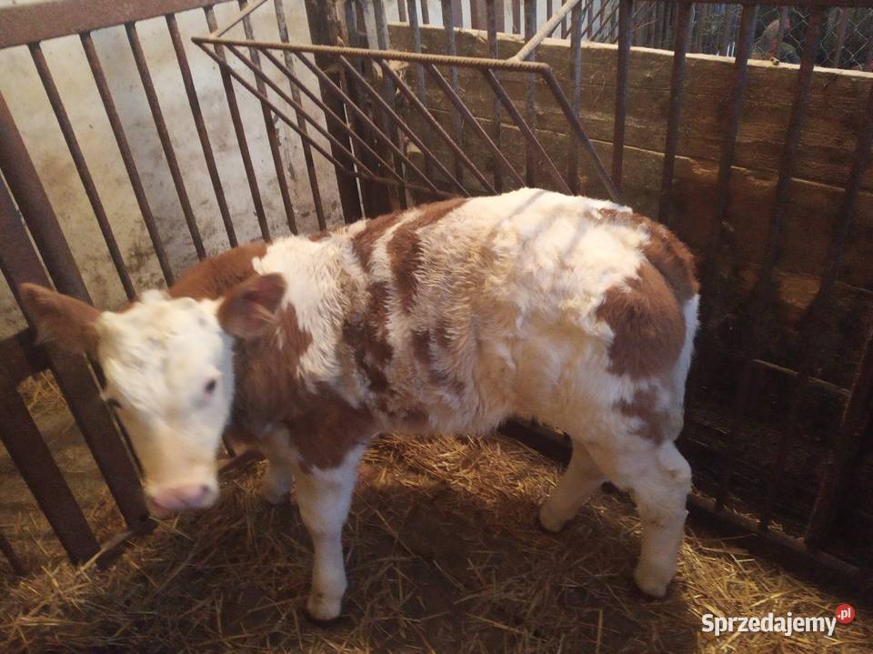 Byczek Simental małopolskie Szyk sprzedam
