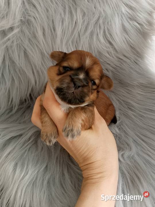 Śliczny złoty piesek rasy ShihTzu opolskie Namysłów