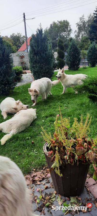 Bialy owczarek szwajcarski gotowe do odbioru Wschowa