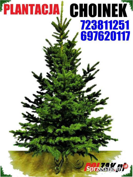 Świerk zielony pachnący srebrny kujący Duża Żywa Nowy Kurzeszyn