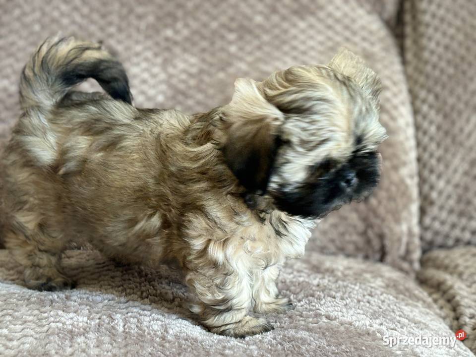 Szczenięta shih tzu