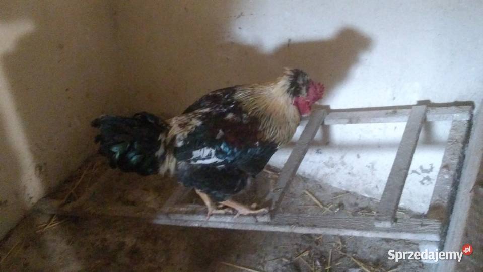 Sprzedam wielkopolskie