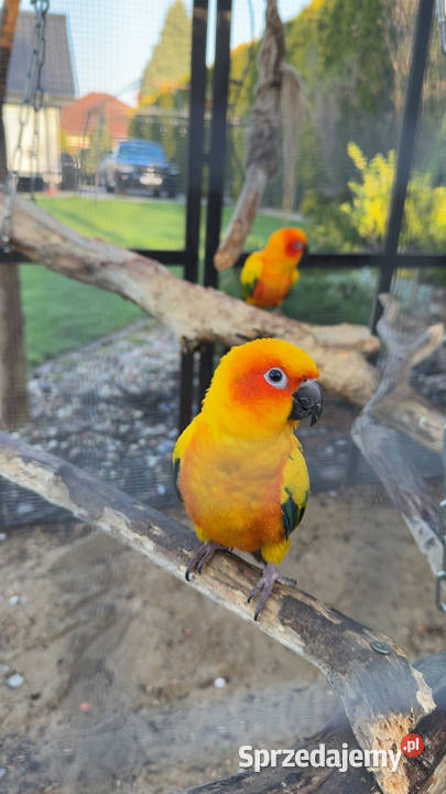 Papugi Konury Słoneczne para samiec samica Brodnica sprzedam
