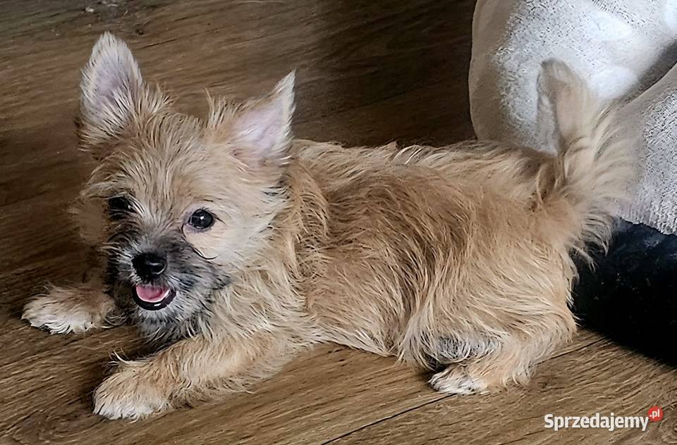 Yoreczka mała blondyneczka York Częstochowa