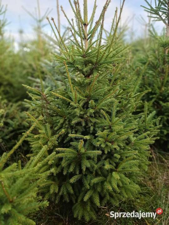 Sprzedam choinki świerk srebny i pospolity Świdnica