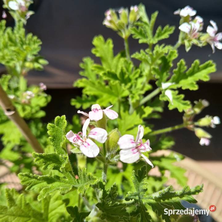 Anginka Geranium Roślina domowa kwitnie
