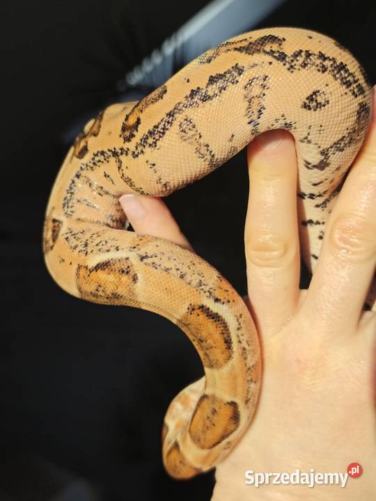 Wąż Boa Imperator 2025 Dębe Wielkie