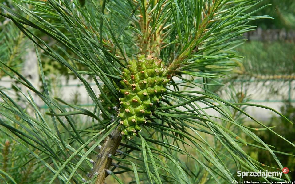 Sosna Pospolita sadzonki 2040 SZKÓŁKOWANA Kielce