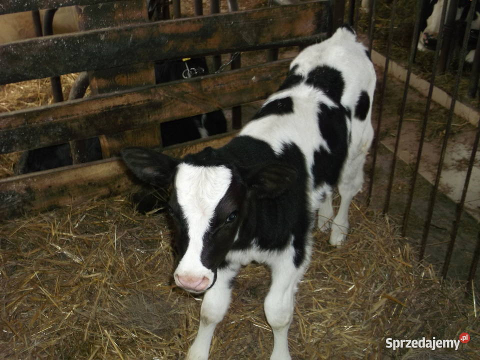 cielak byczek hf Parysów