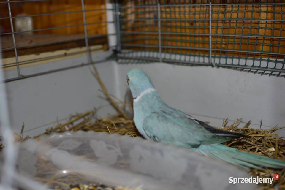 Aleksandreta obrożna oswojona podkarpackie Rzeszów sprzedam