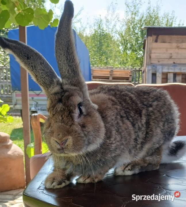Króliki belgijskiebarany francuskie srokacze