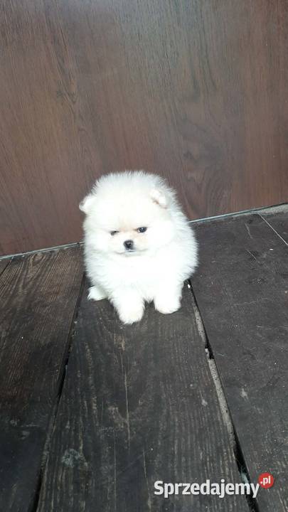 Szpic miniaturowy pomeranian miś Pabianice