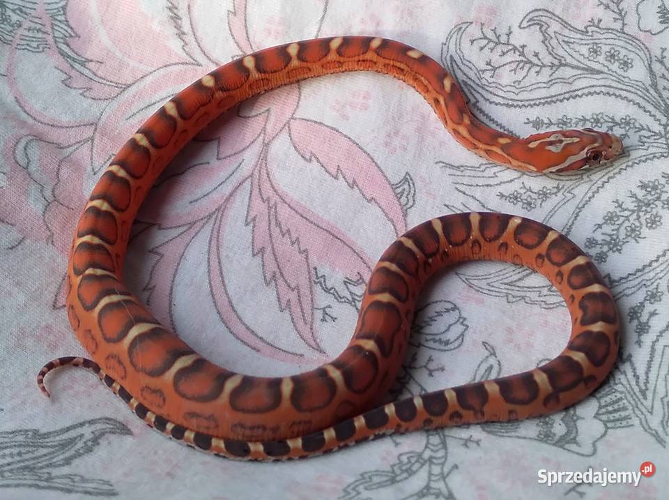 Wąż zbożowy SCALELESS węże zbożowe Red Factor Warszawa