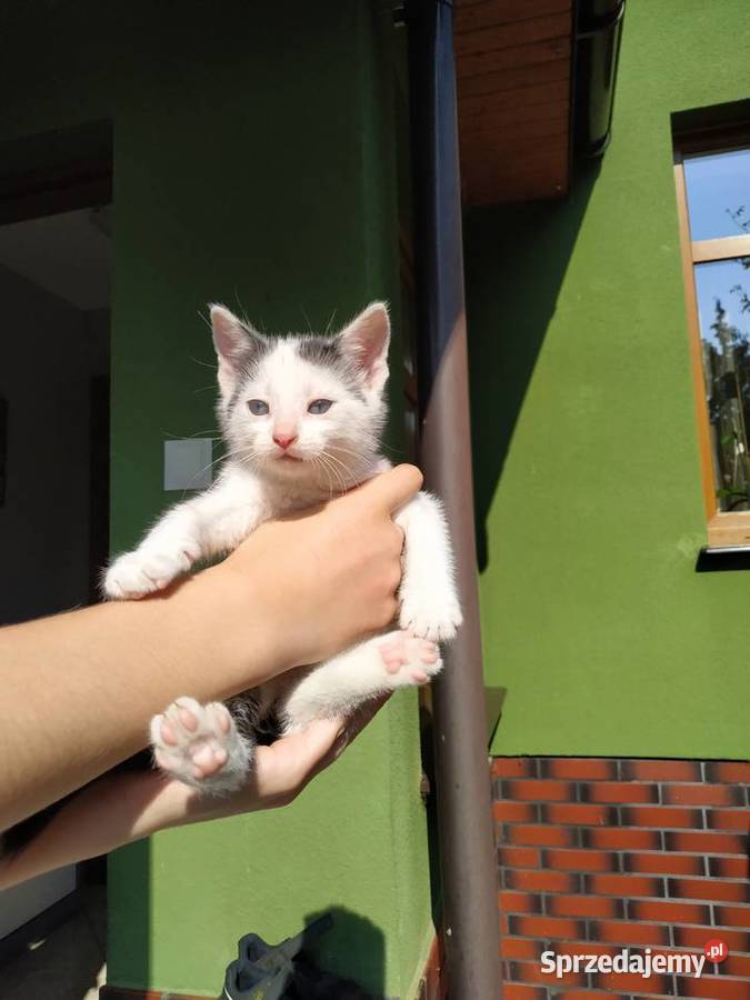 Śliczny mały kotek Postomino