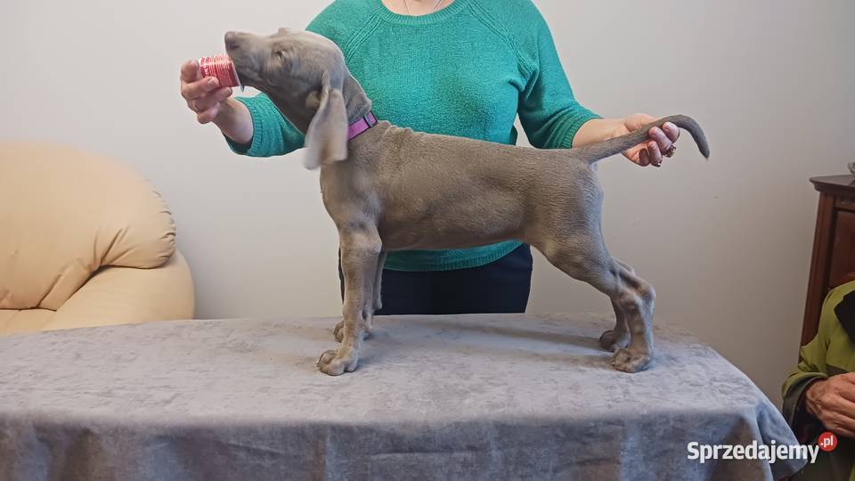 Wyżeł weimarski szczenięta rodowodowe ZKwPFCI lubelskie Puławy sprzedam