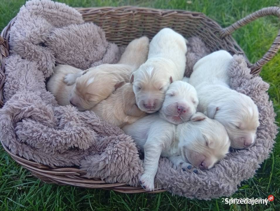 Golden retriever szczeniaki pieski Rusinowo