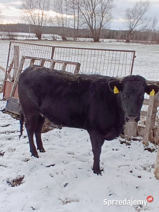 Jałówka mięsna lm 20 miesiecy wielkopolskie Wijewo
